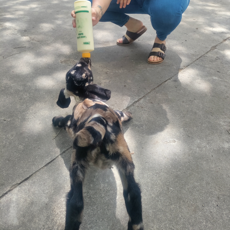 Preparing Your Goats and Sheep for Kidding Season 2.png