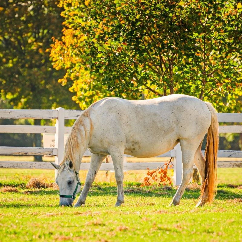 horse grazing on grass