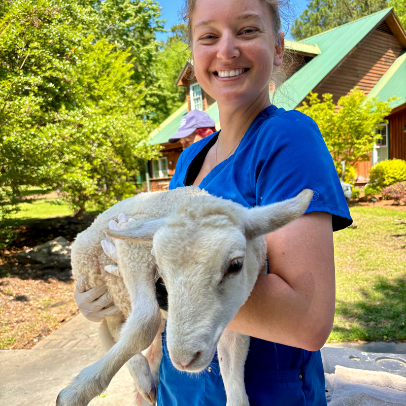 Preparing Your Goats and Sheep for Kidding Season 1.png