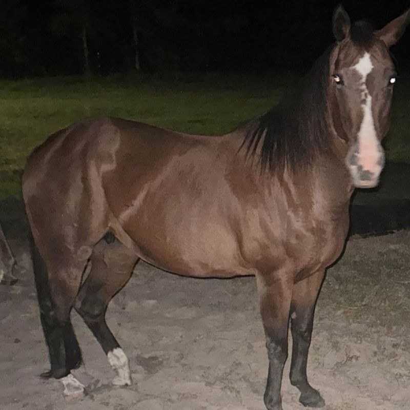 Recognizing Colic2.jpg