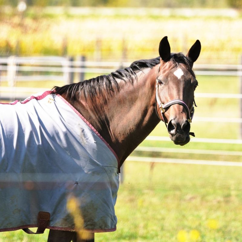 horse in shade cloth
