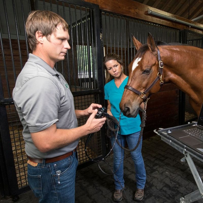 equine exam