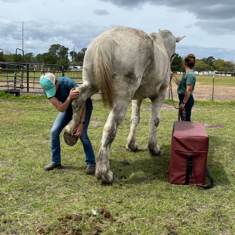 hoof inspection and chiro treatment