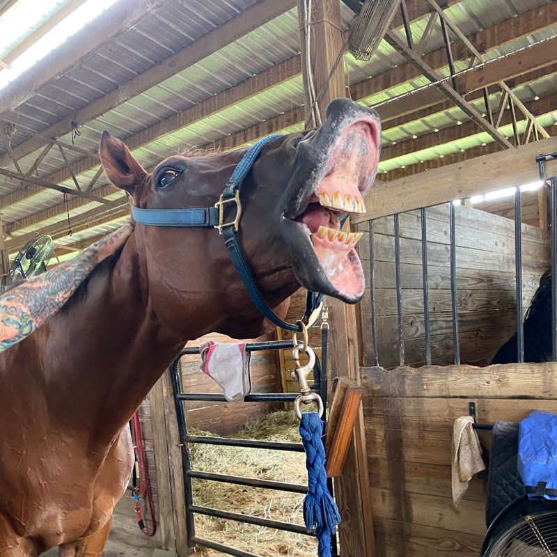 How Dental Issues Can Affect Your Horse%CE%93ÇÖs Performance - 4.jpg