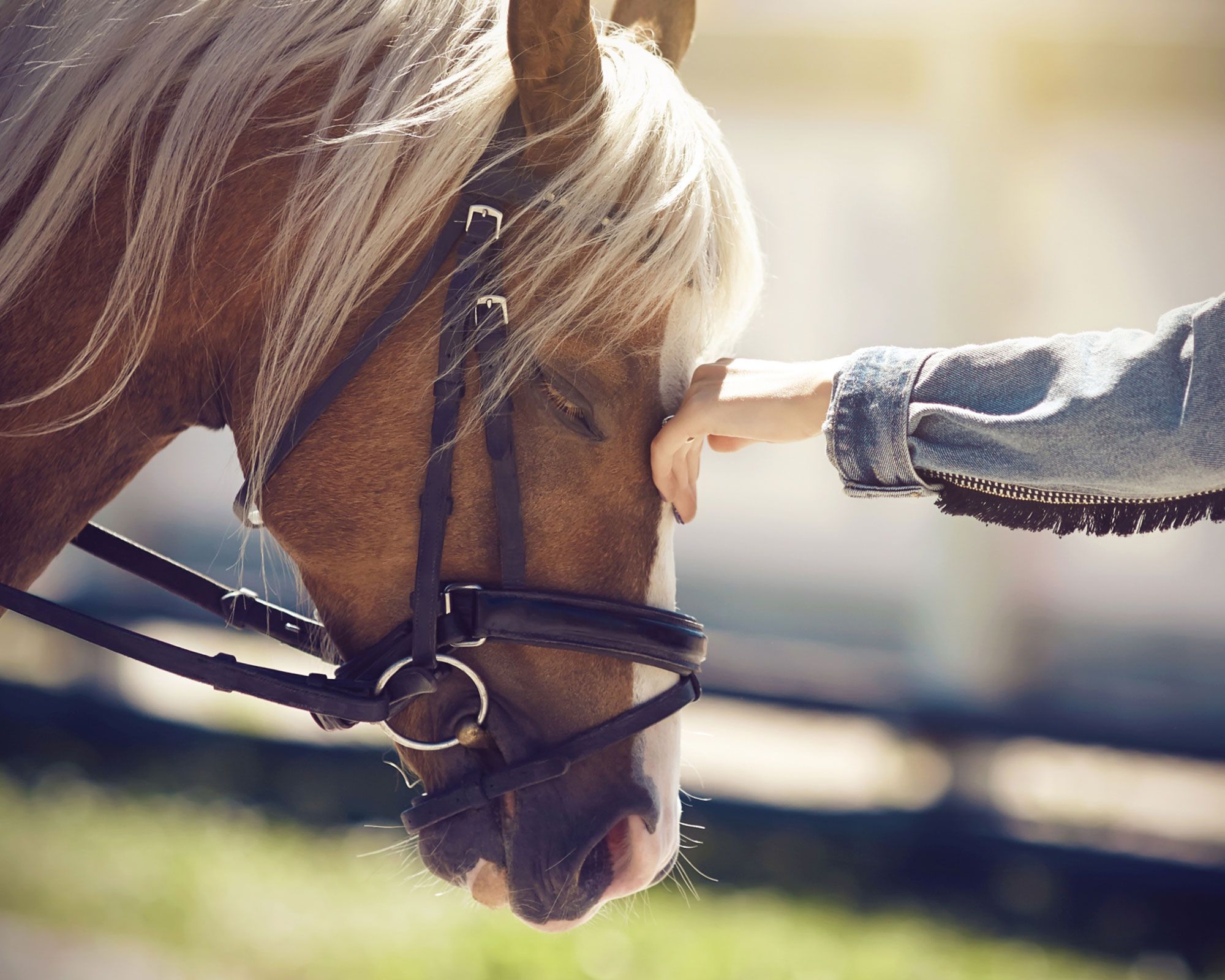 girl petting a horse