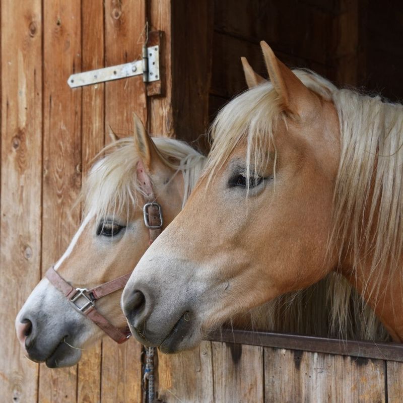 horses in a dry stable