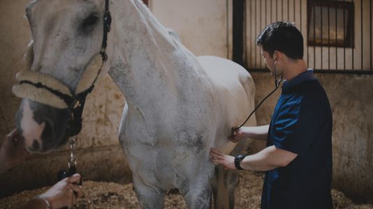 veterinarian performing horse checkup