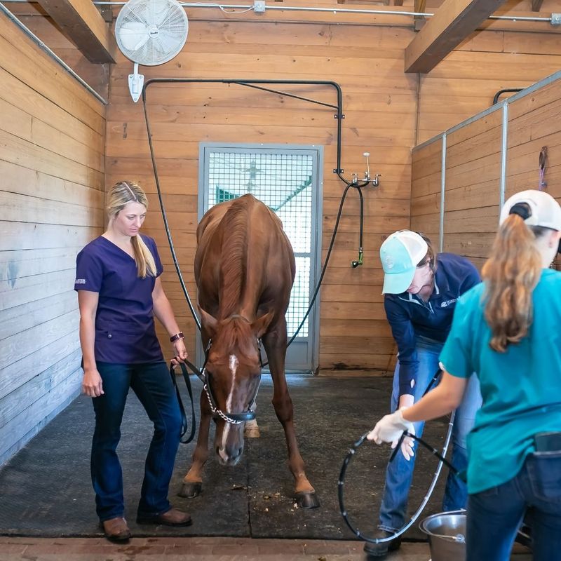 equine care