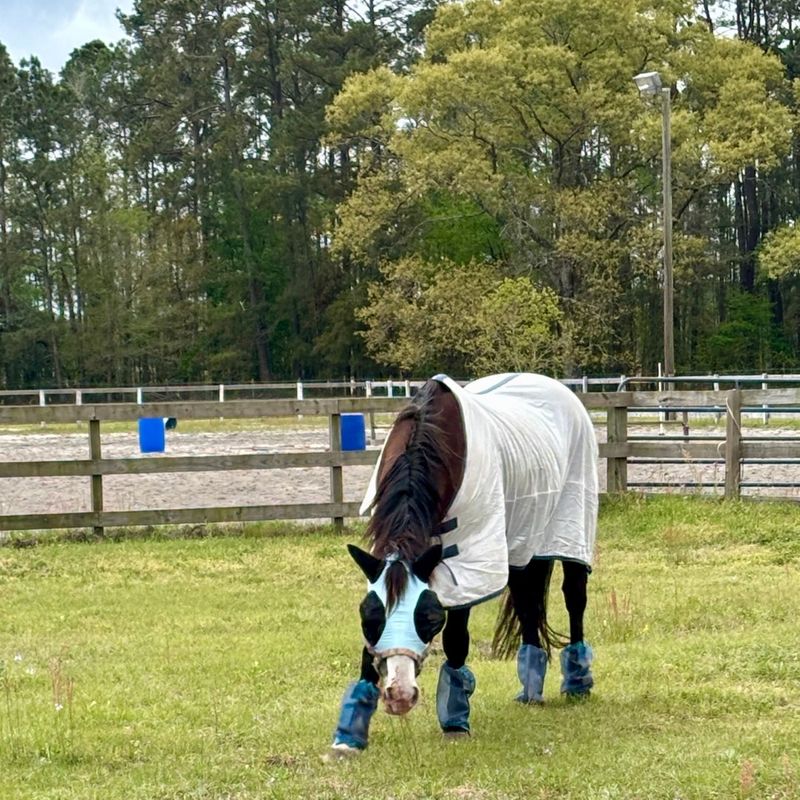 A Vets Approach to Breaking the Fly Lifecycle - Image 4.jpg