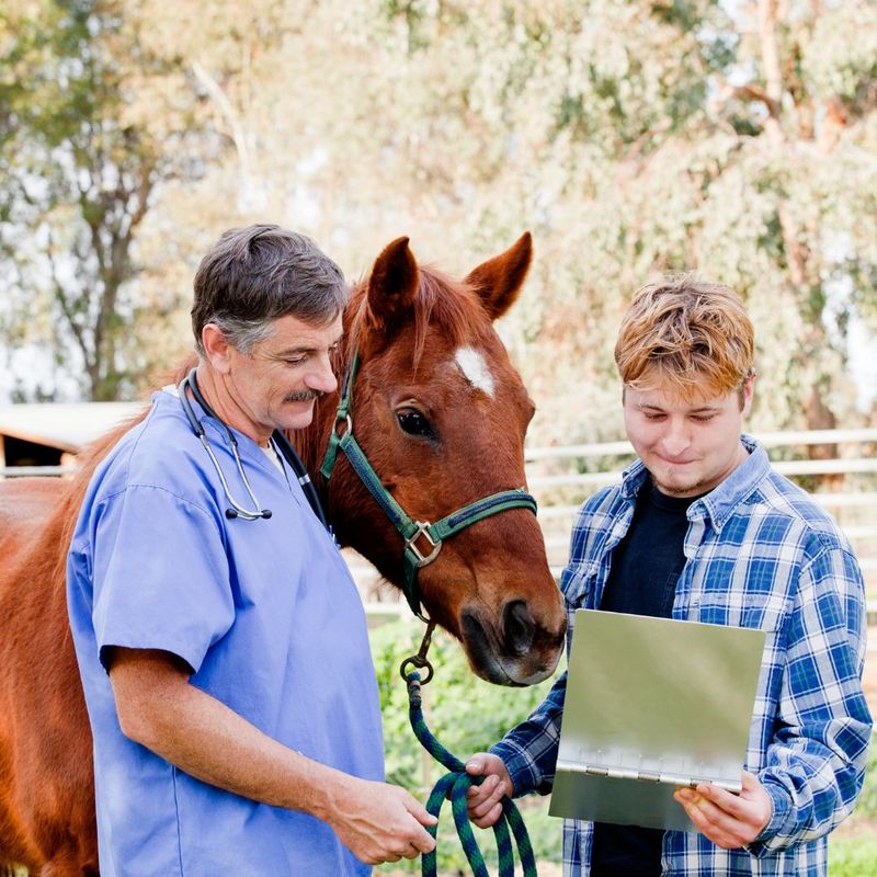 talking to vet about horse 