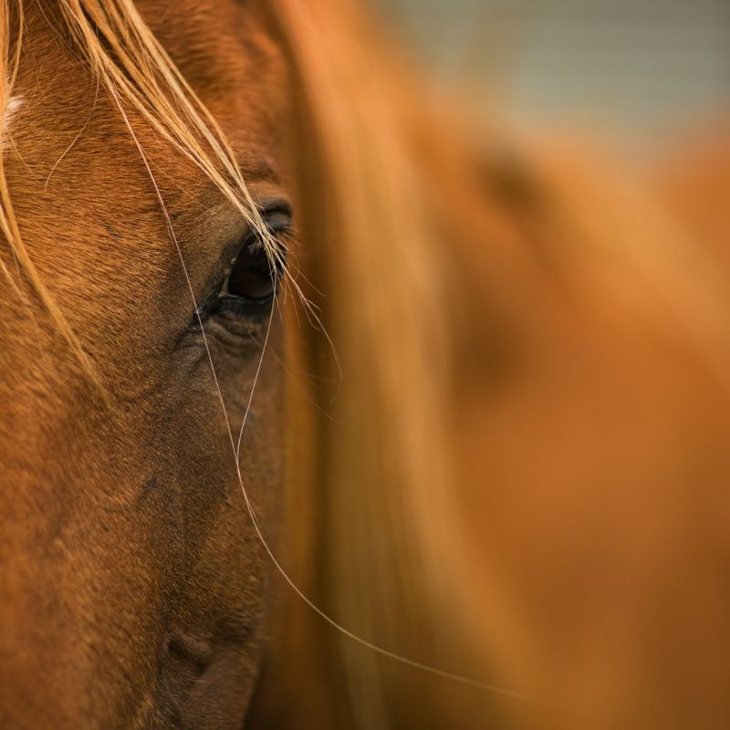 A Vets Approach to Breaking the Fly Lifecycle - Image 5.jpg
