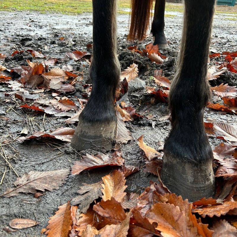 Essential Cold Weather Equine Care4.jpg