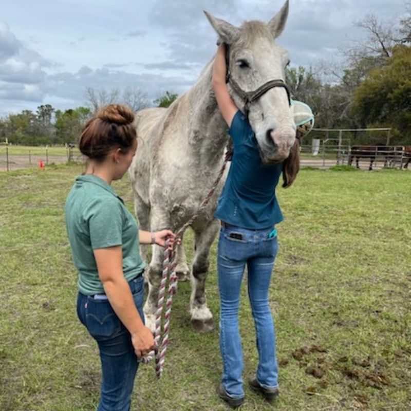two vets working with horse in pasture