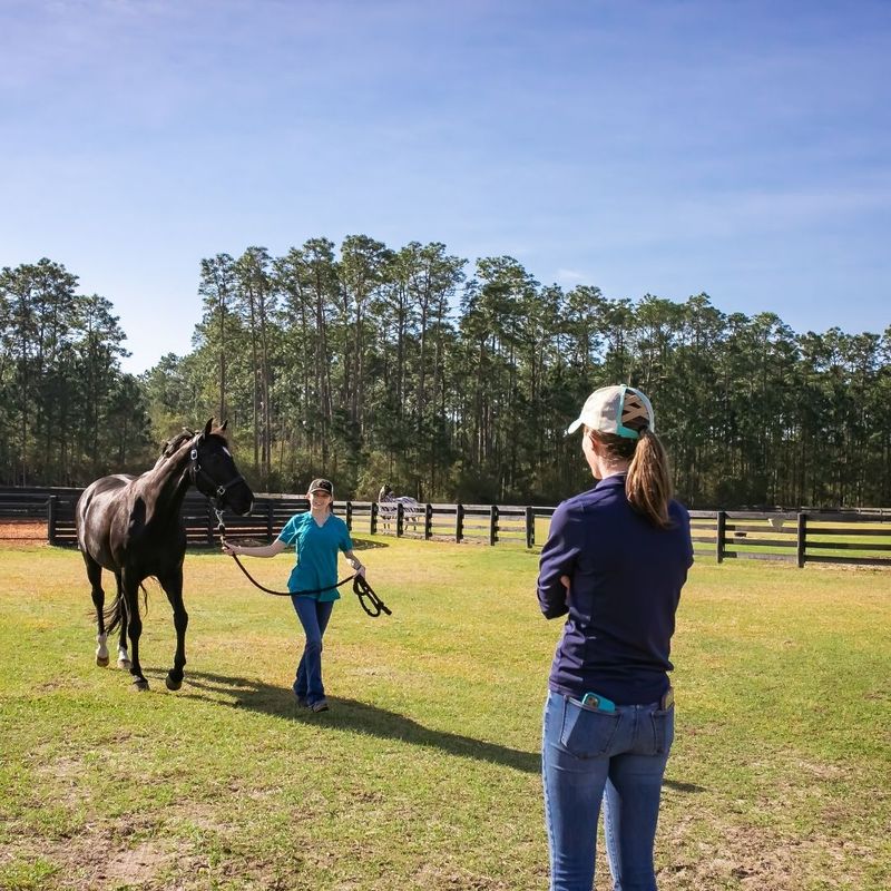 Pre-Purchase Exams - Image 3.jpg