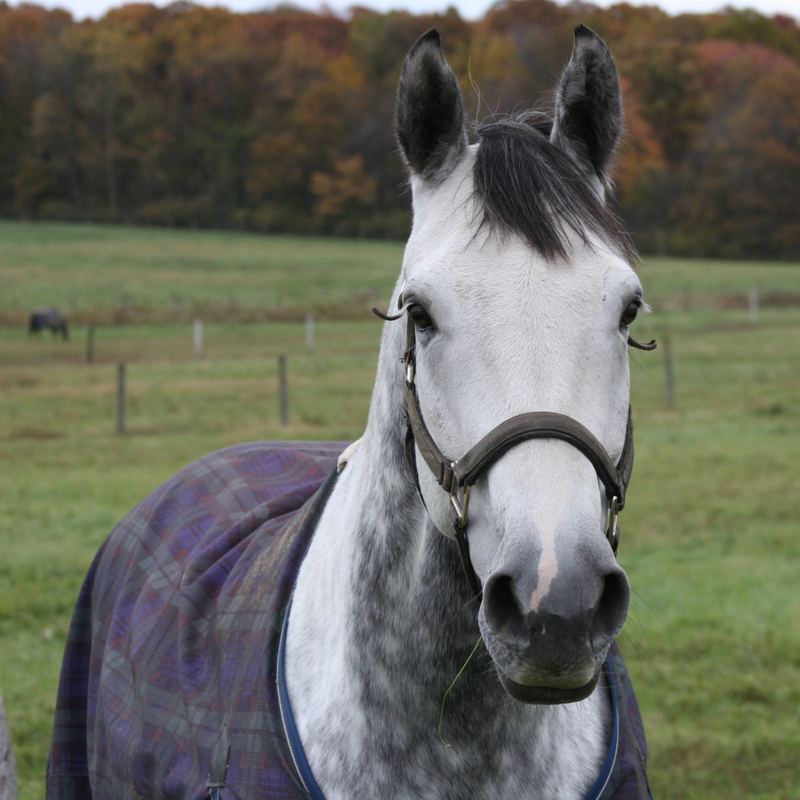 M28841 - Blog - Pictures - Equine Asthma.png