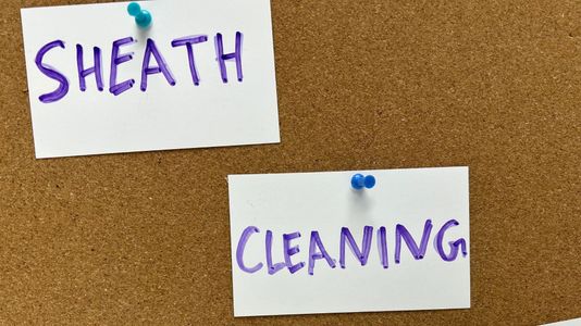 The Essential Guide to Equine Sheath Cleaning_ Why It Matters and How to Help hero.jpg