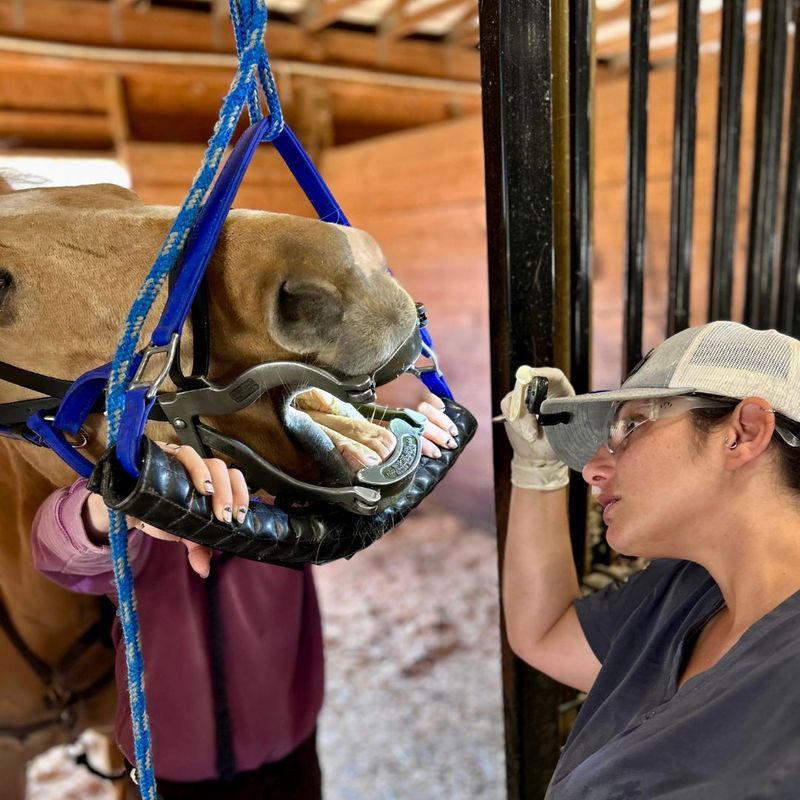 How Dental Issues Can Affect Your Horse%CE%93ÇÖs Performance - 3.jpg