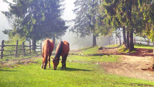 horses grazing in a pasture