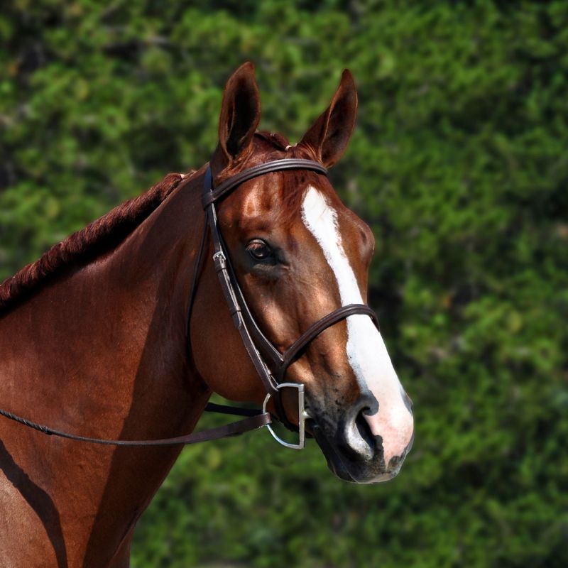 Recognizing Heat Stress in Your Horse Before You Ride - Image 3.jpg
