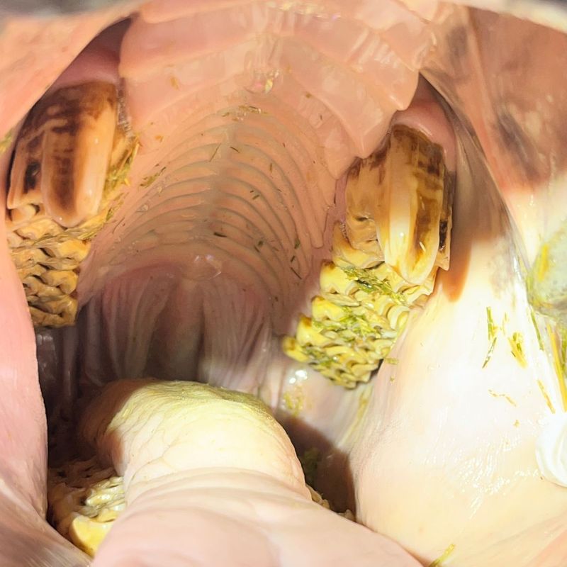 How Dental Issues Can Affect Your Horse%CE%93ÇÖs Performance - 5.jpg