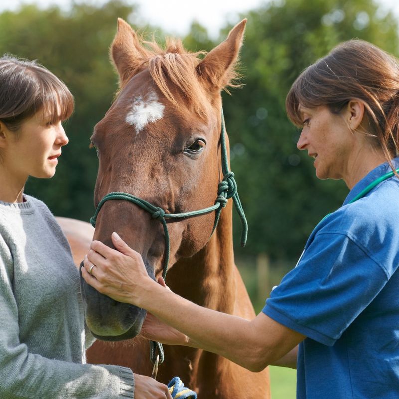vet examining horse