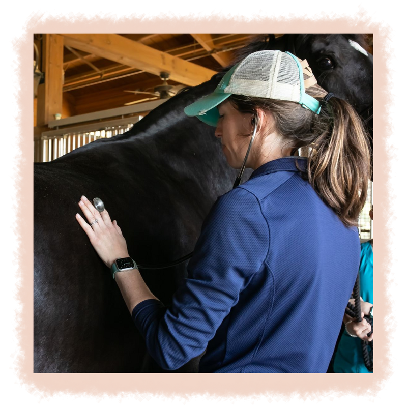 vet checking horse's heartbeat