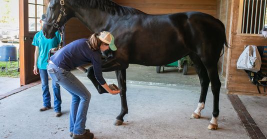 M28841 Hoof Care Wet HERO.jpg