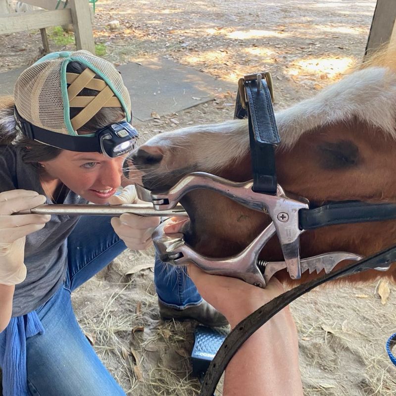 vet examining horse's mouth