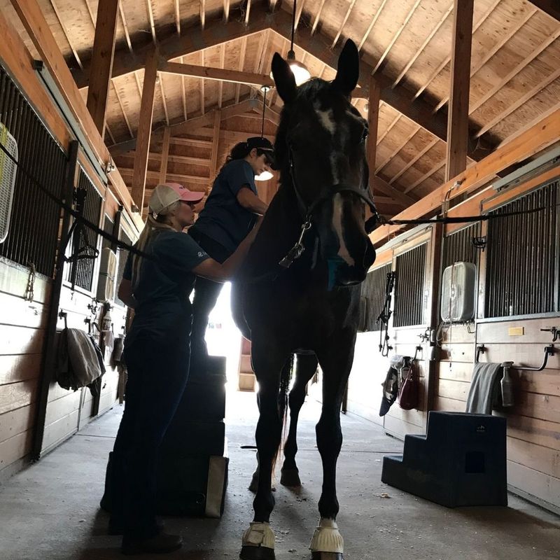 Essential Cold Weather Equine Care3.jpg