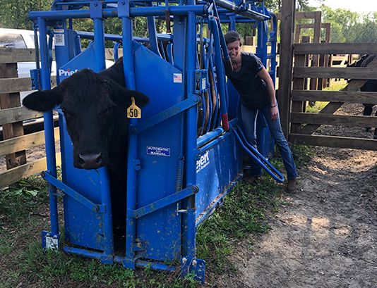 cow3.jpg