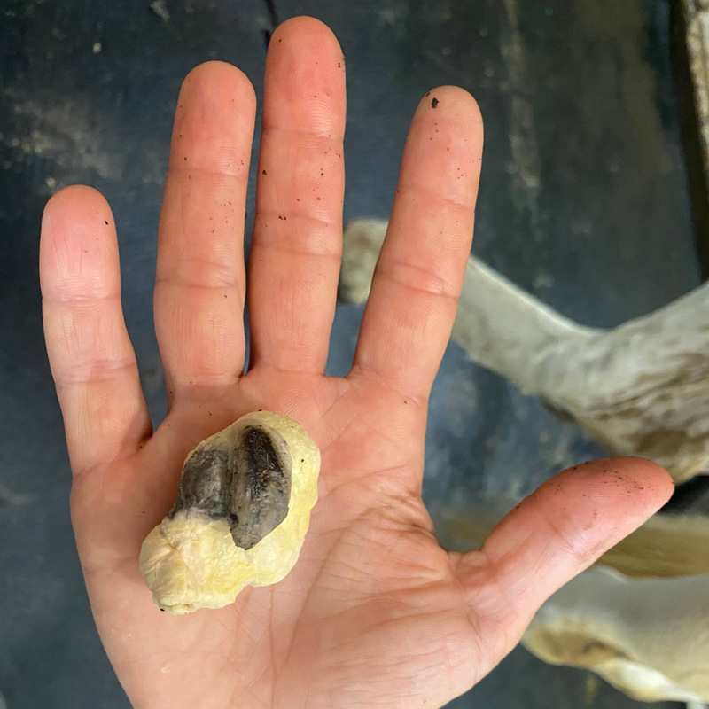 Essential Guide to Equine Sheath 3.png