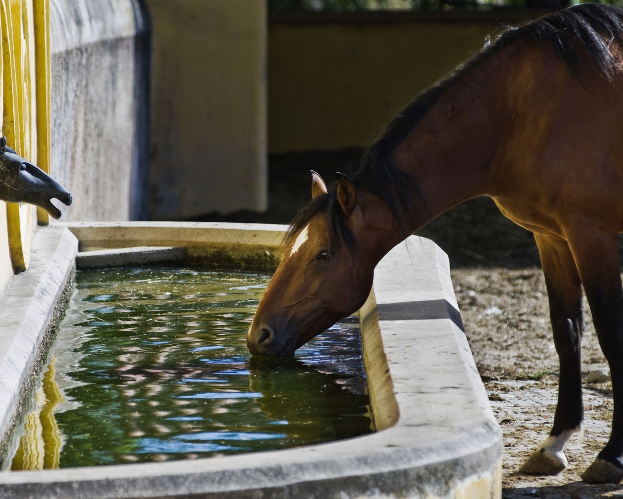 horse drinking water