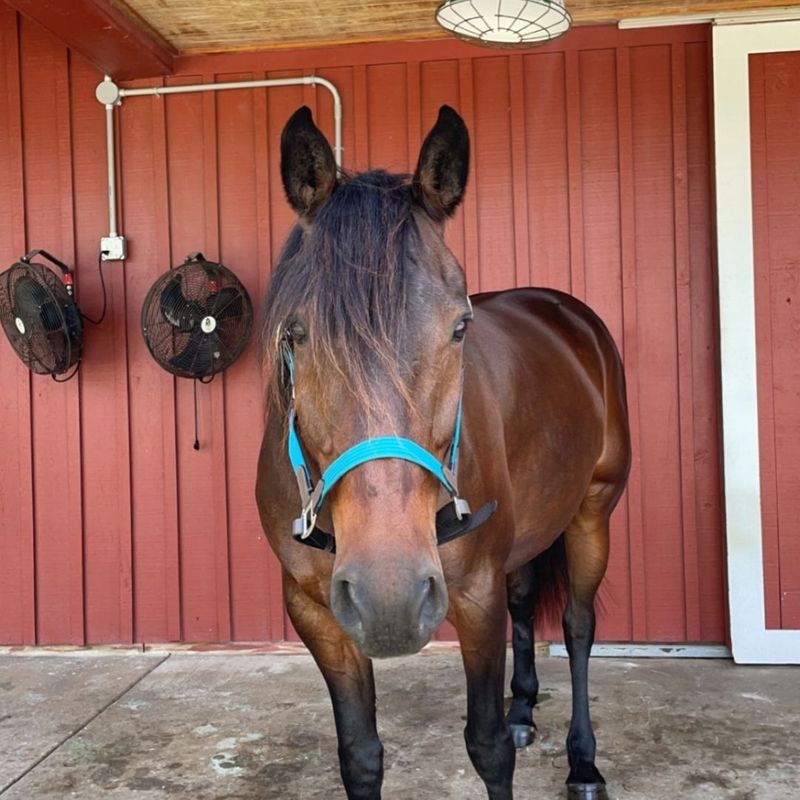 Equine Ophthalmology - Image 2.jpg