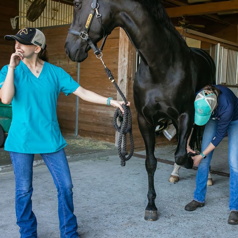 employees checking horse in distress