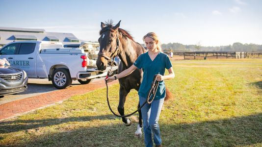 vet leading horse