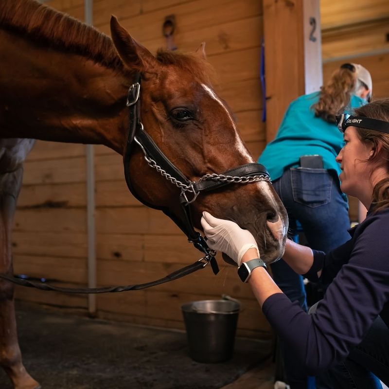 equine care