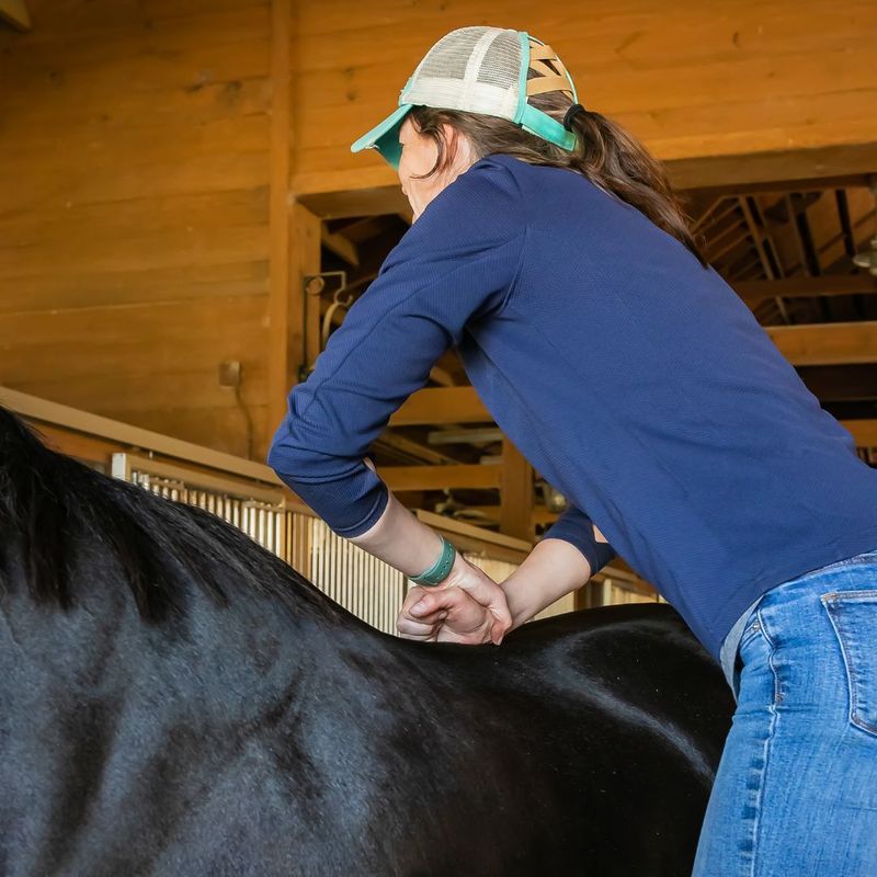 Benefits of Equine Chiropractic Care 4.jpg