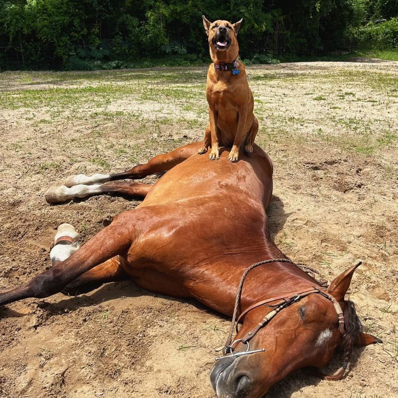 Guidelines for When it%E2%80%99s Too Hot for Your Horse - Image 5.jpg