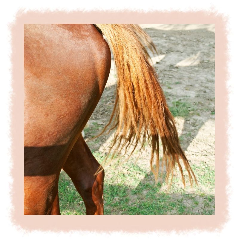Fall Winter Tail Care Tips for Horse Owners- Image 5.jpg