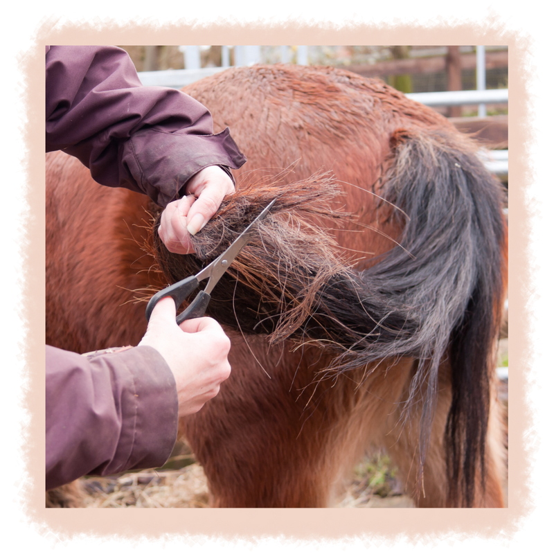 Fall Winter Tail Care Tips for Horse Owners-image4.png