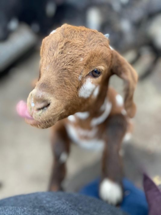 baby goat.jpg