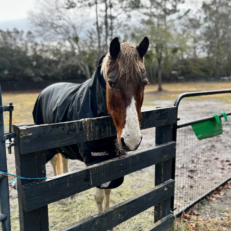 Essential Cold Weather Equine Care2.jpg