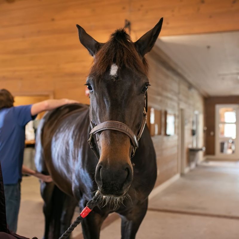 horse standing in stall