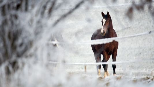 Essential Cold Weather Equine Carehero.jpg