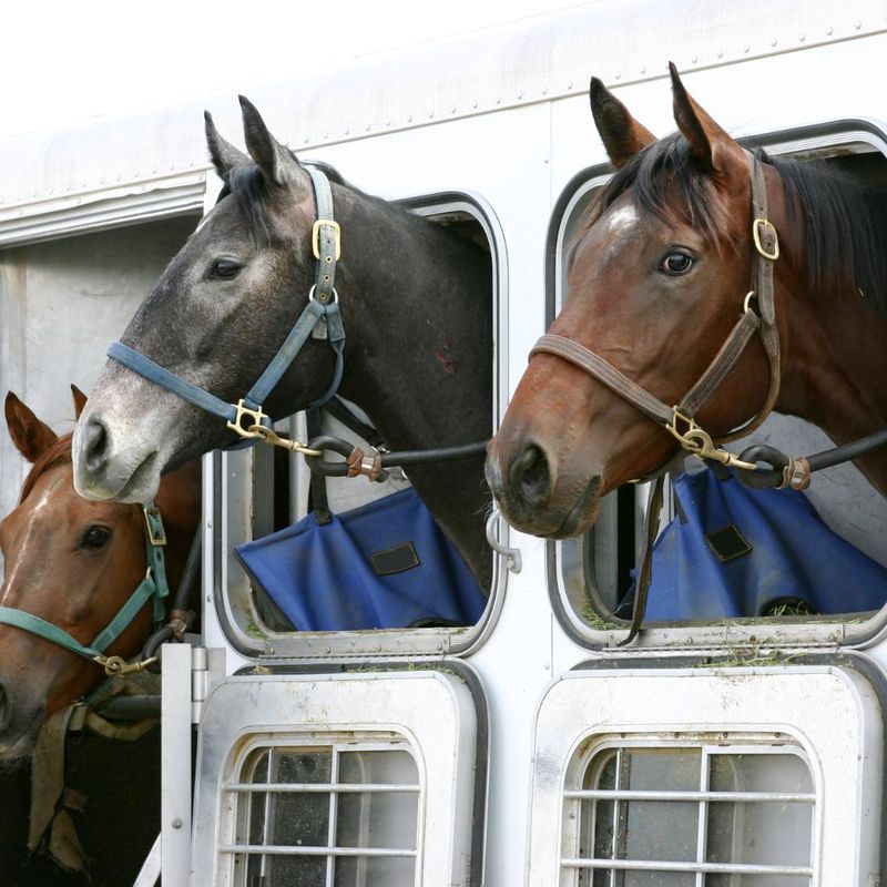 horses in trailer ready to evacuate 