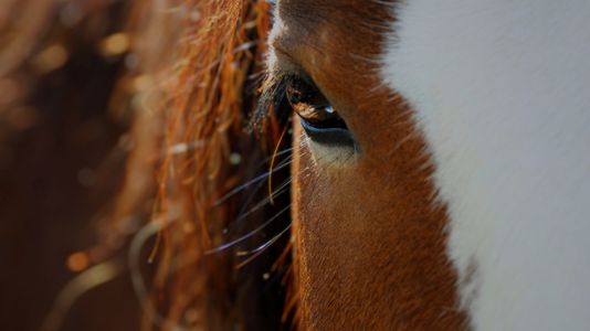 Guidelines for When it%E2%80%99s Too Hot for Your Horse.jpg
