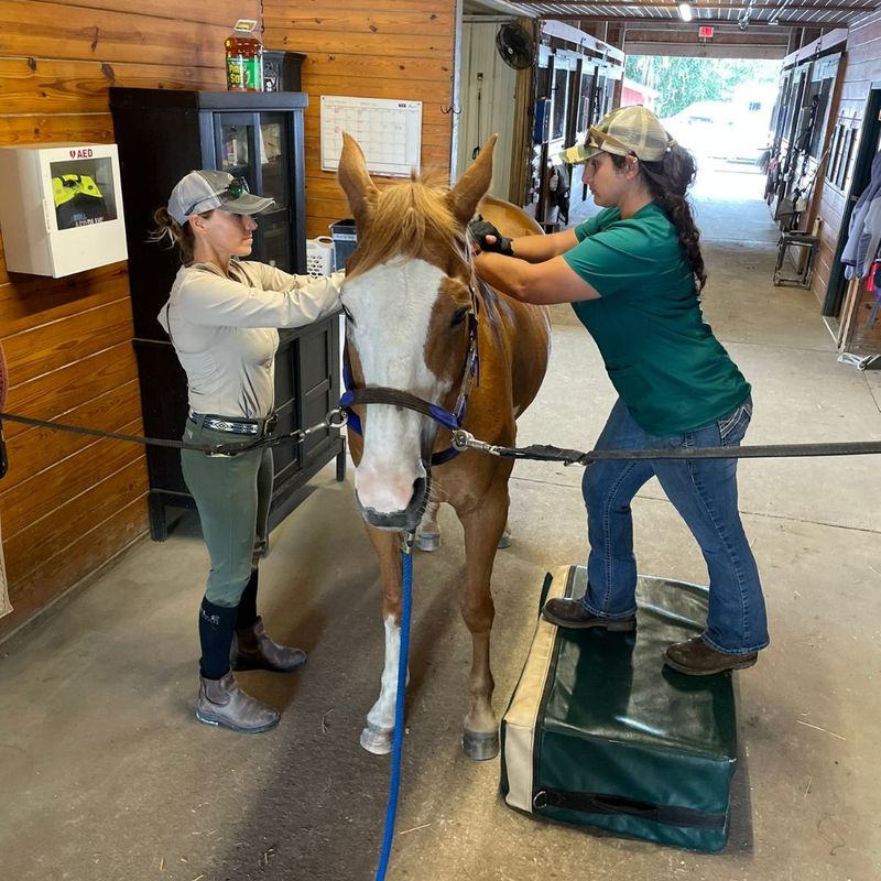 Benefits of Equine Chiropractic Care 3.jpg