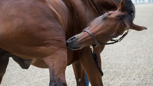 Recognizing Colic hero.jpg