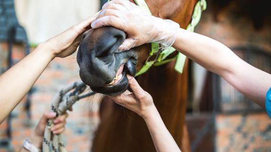 M28841 The Importance of Keeping Your Horses Teeth Clean Featured Image.jpg