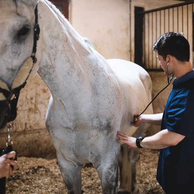 Preventative & Wellness Horse Care in the Lowcountry.jpg